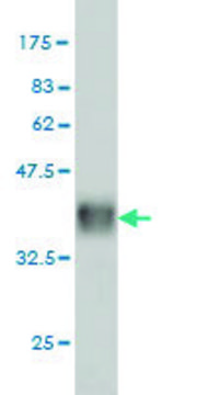 Monoclonal Anti-CHAF1A antibody produced in