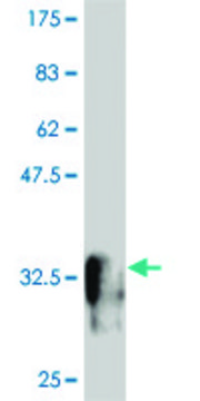 Monoclonal Anti-MESP1 antibody produced in