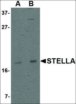 Anti-Stella antibody produced in rabbit