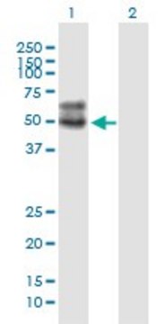 Monoclonal Anti-SLC2A4, (C-terminal) antibody produced
