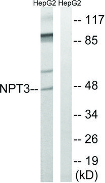 Anti-SLC17A2 antibody produced in rabbit