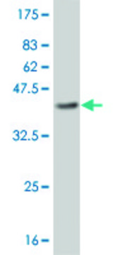 ANTI-BRAF antibody produced in mouse