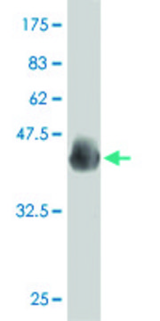 ANTI-PAX7 antibody produced in mouse