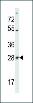 ANTI-SELT (N-TERM) antibody produced in