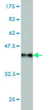 Monoclonal Anti-USP4 antibody produced in