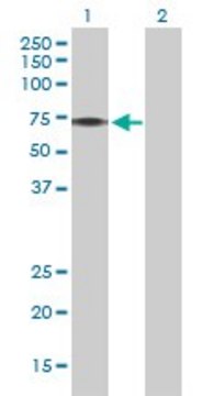 Anti-PINK1 antibody produced in rabbit