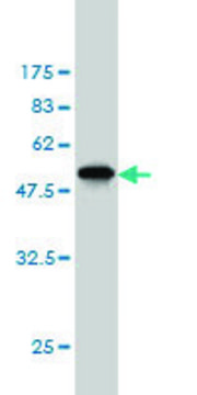 ANTI-AK1 antibody produced in mouse