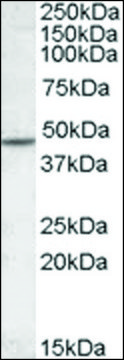 Anti-CHRNB2 antibody produced in goat