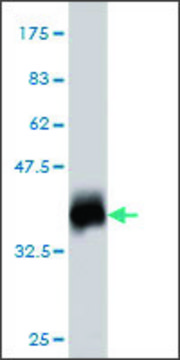 Monoclonal Anti-ATP5G1 antibody produced in