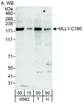 Rabbit anti-MLL1 Antibody, Affinity Purified