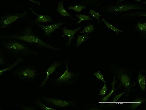 Anti-GOLGA1 antibody produced in rabbit