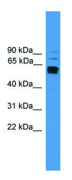 Anti-LAG3 (C-terminal) antibody produced in