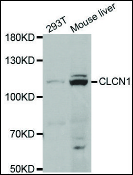Anti-CLCN1 antibody produced in rabbit