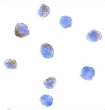 Anti-PARC antibody produced in rabbit