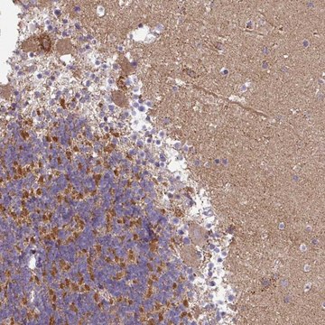 Anti-GAN antibody produced in rabbit