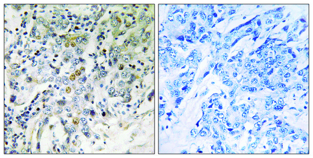 Anti-ELL2 antibody produced in rabbit