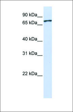 Anti-UNC5A antibody produced in rabbit