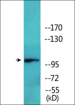 Anti-phospho-GluR2 (pSer???) antibody produced in