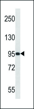 ANTI-PAPOLG (C-TERM) antibody produced in