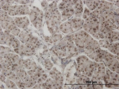 ANTI-AHR antibody produced in mouse