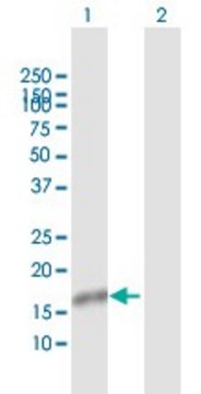 Anti-NXT1 antibody produced in rabbit