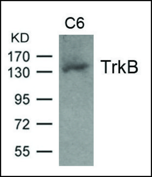Anti-TrkB (Ab-705) antibody produced in