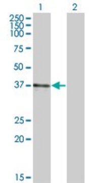 Monoclonal Anti-B3GAT3, (C-terminal) antibody produced