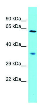 Anti-NDNF (N-terminal) antibody produced in