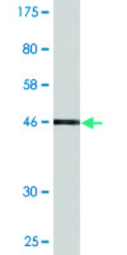 Monoclonal Anti-SDS antibody produced in