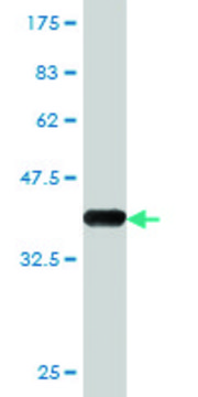Monoclonal Anti-BRCA2 antibody produced in