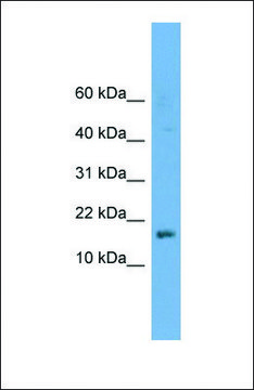 Anti-C14ORF129 antibody produced in rabbit