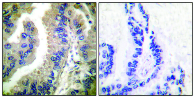 Anti-HSP90A antibody produced in rabbit
