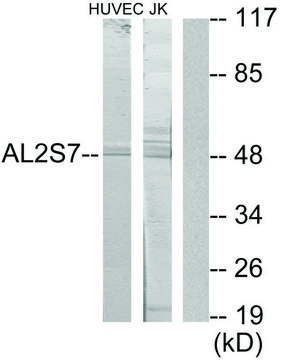 Anti-AL2S7 antibody produced in rabbit