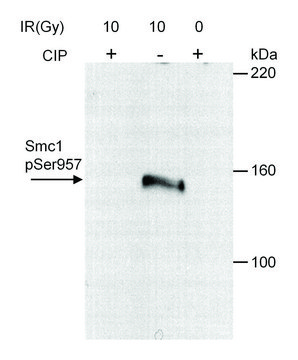 Rabbit anti-Phospho SMC1 (S957) Antibody,