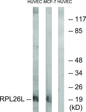 Anti-RPL26L antibody produced in rabbit