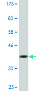 Monoclonal Anti-RBM14 antibody produced in