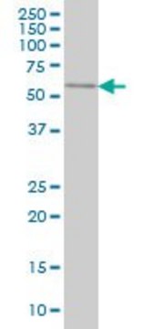Monoclonal Anti-SPAG6 antibody produced in