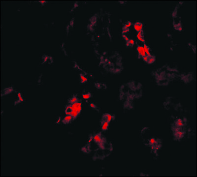 Anti-BANF1 (ab1) antibody produced in