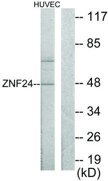 Anti-ZNF24, N-Terminal antibody produced in