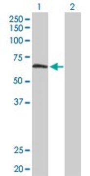 Anti-TULP2 antibody produced in rabbit