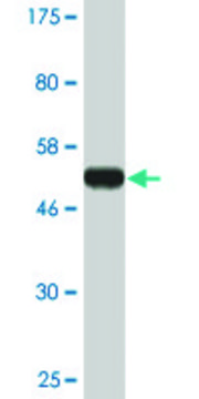 Monoclonal Anti-IMPA1 antibody produced in