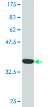 Monoclonal Anti-FABP3 antibody produced in