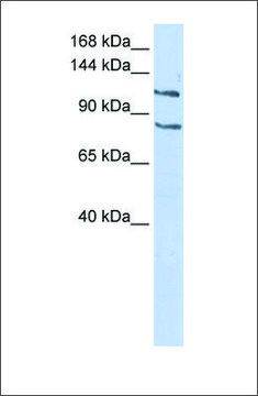 Anti-CEBPZ antibody produced in rabbit