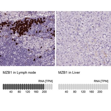 Anti-MZB1 antibody produced in rabbit