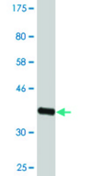 Monoclonal Anti-NPAS2 antibody produced in