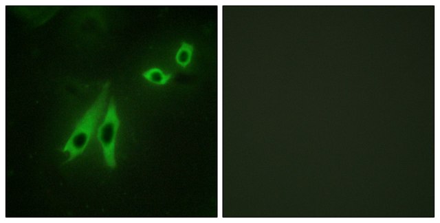 Anti-AKAP3 antibody produced in rabbit