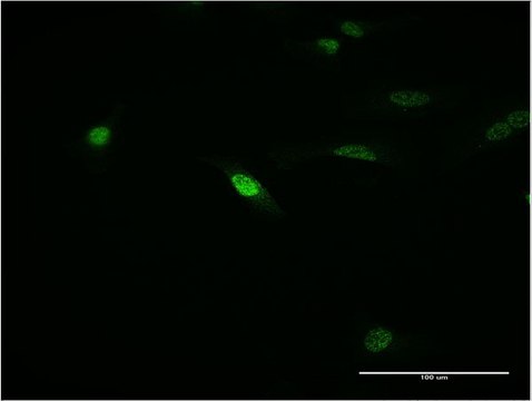 ANTI-MEOX1 antibody produced in mouse