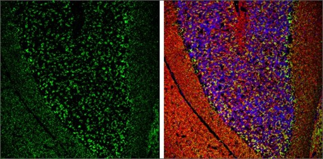 Anti-SLC32A1 (N-terminal) antibody produced in