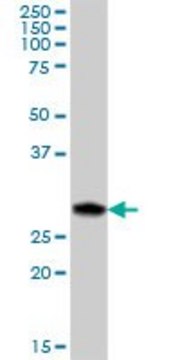 Anti-C12orf46 antibody produced in mouse
