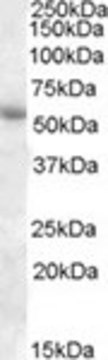 Anti-PTGER3/EP3 antibody produced in goat